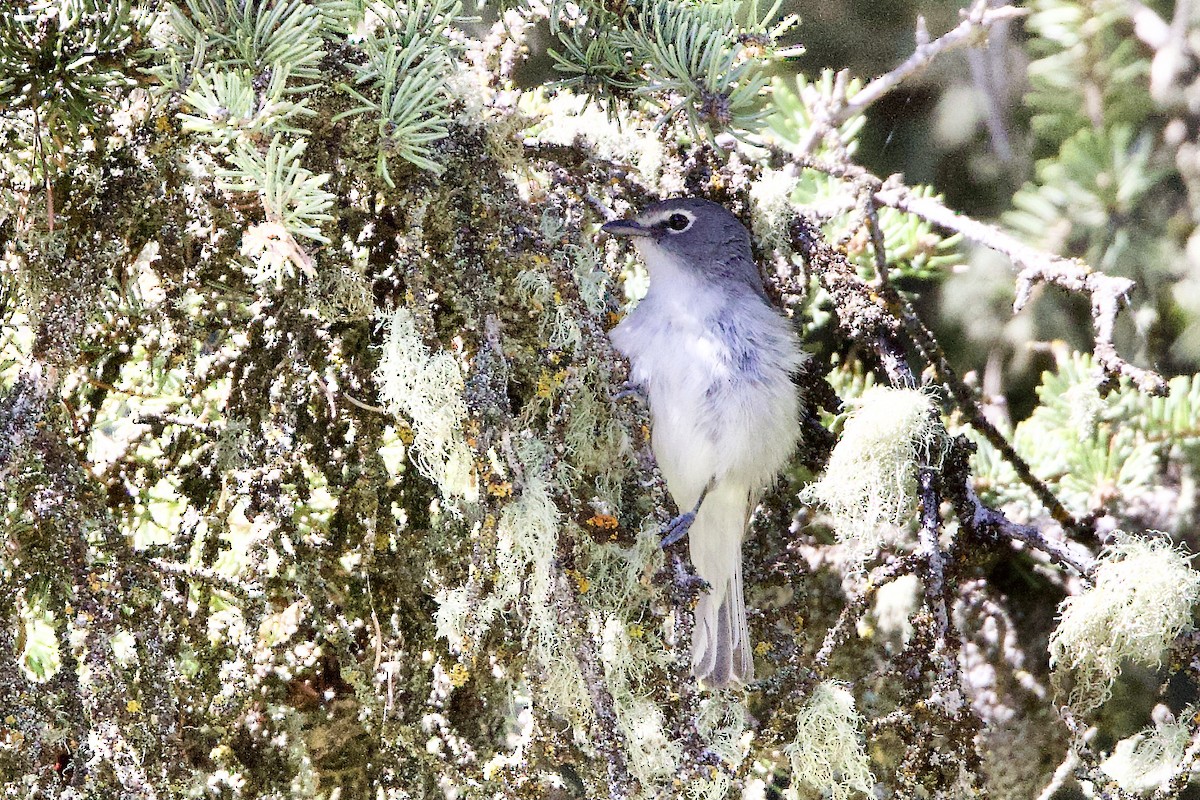 Plumbeous Vireo - ML638295883