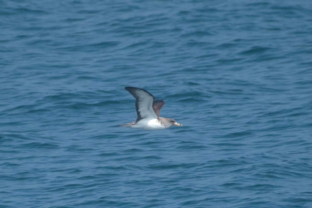 Cory's Shearwater - ML638295897
