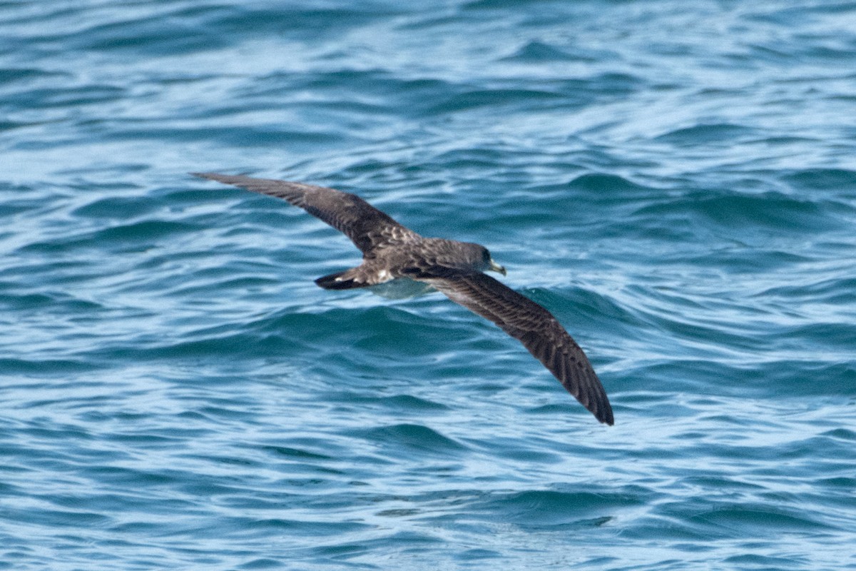 Cory's Shearwater - ML638295898