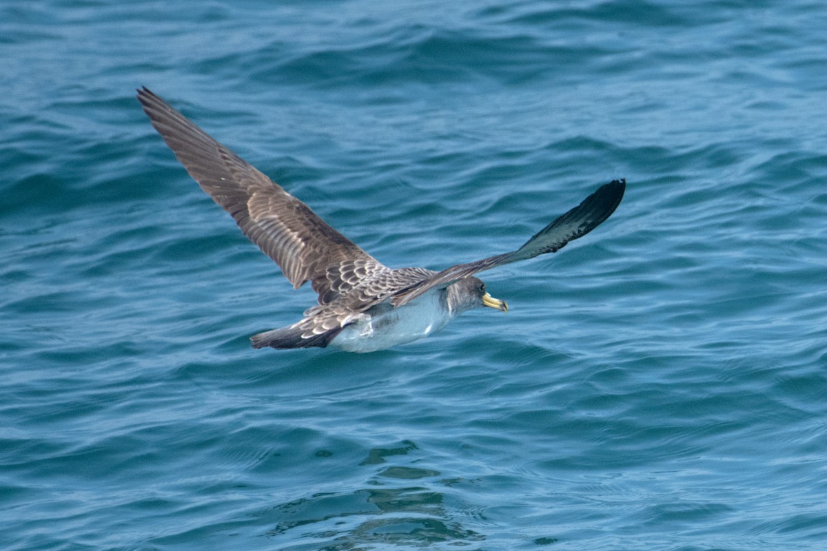 Cory's Shearwater - ML638295899