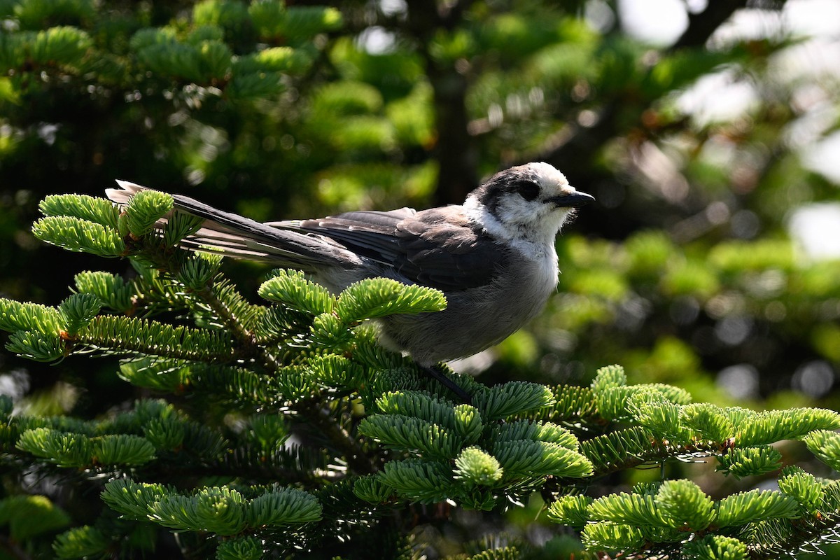 Canada Jay - ML638295902