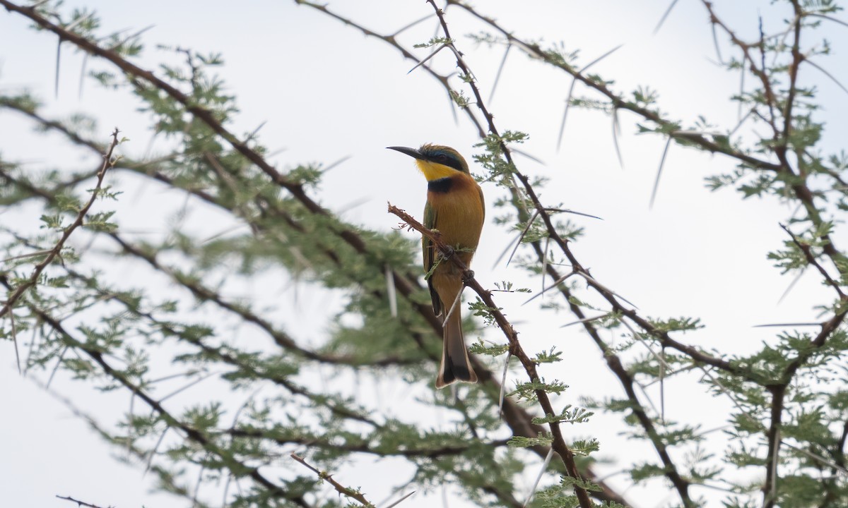 Little Bee-eater - ML638295903