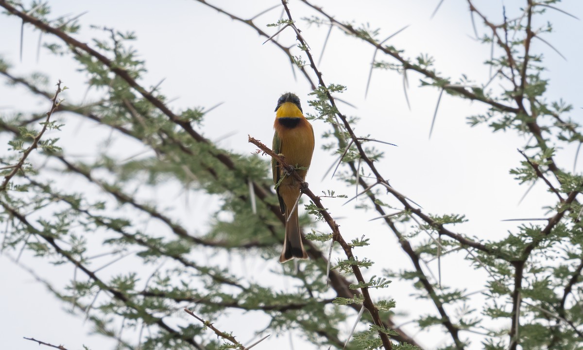 Little Bee-eater - ML638295904
