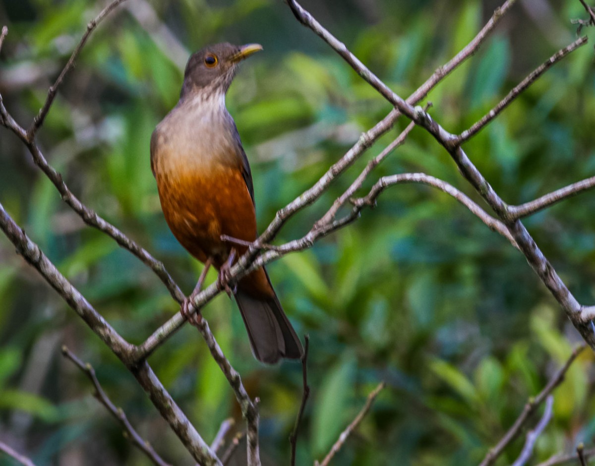 Rufous-bellied Thrush - ML638295906