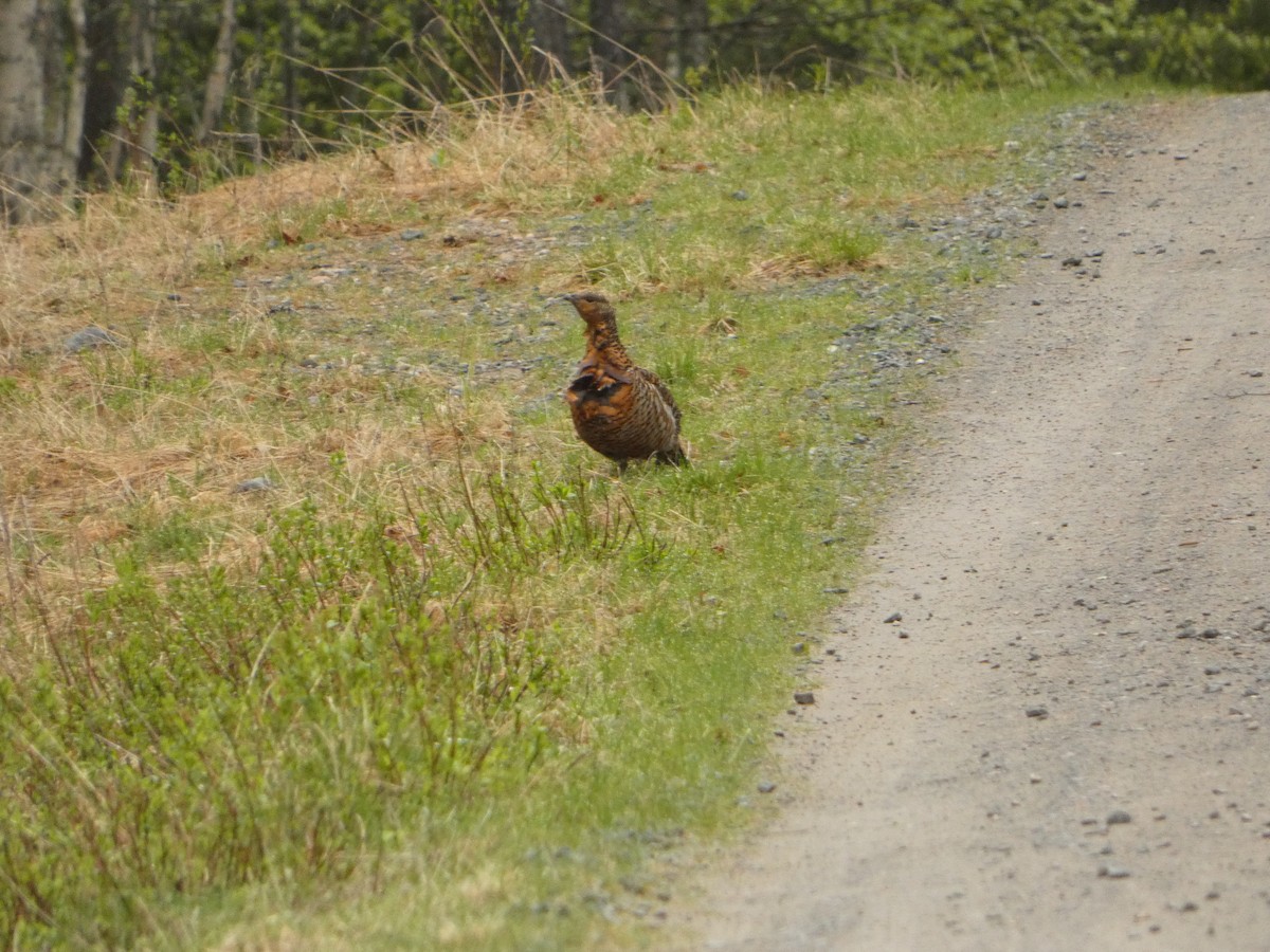 Western Capercaillie - ML638295914