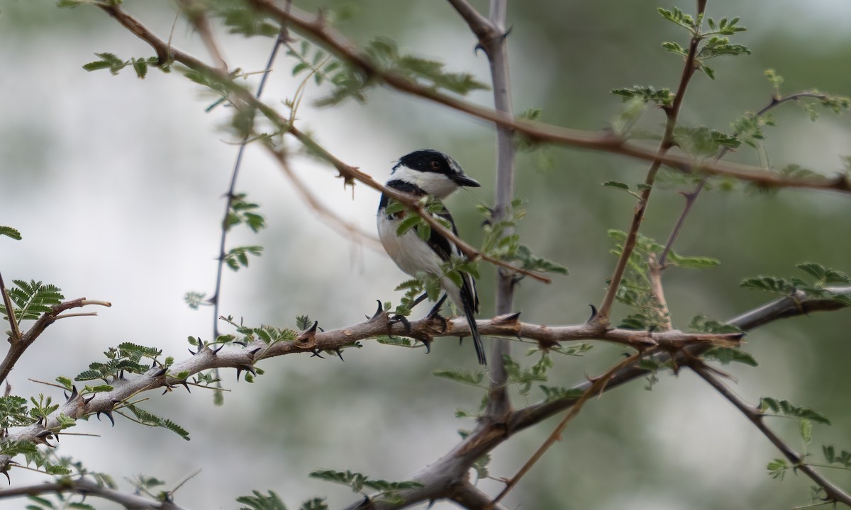 Pygmy Batis - ML638295915