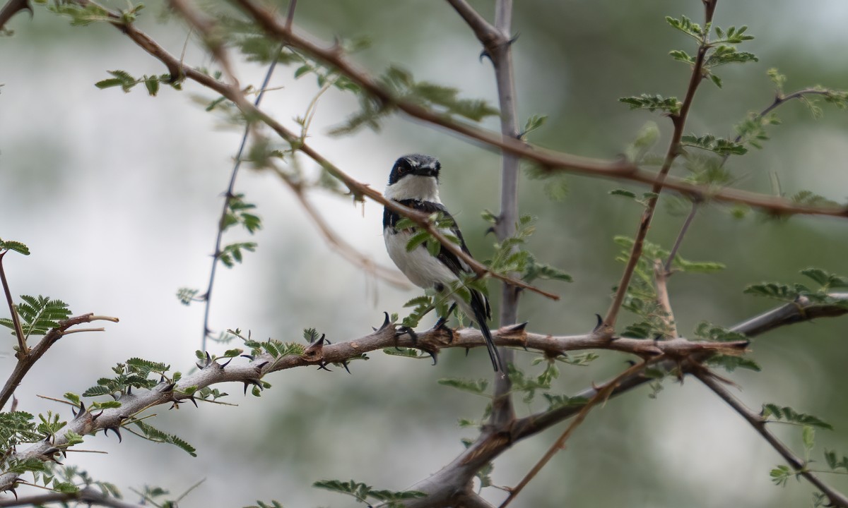 Pygmy Batis - ML638295916