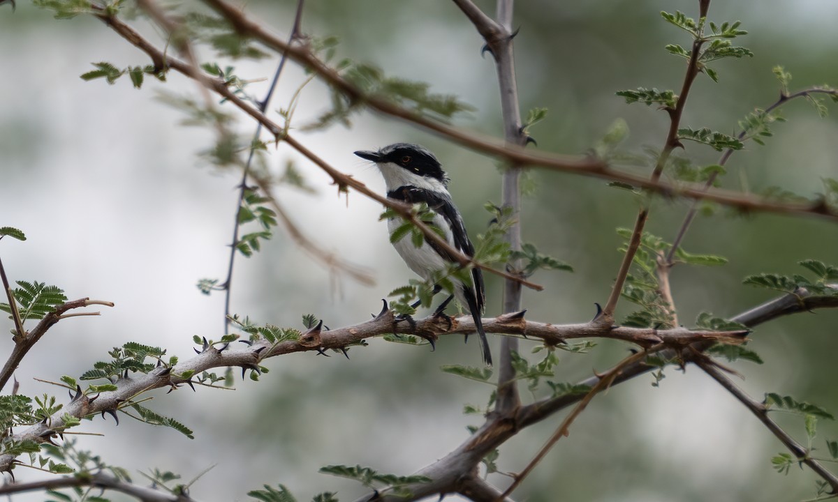 Pygmy Batis - ML638295917