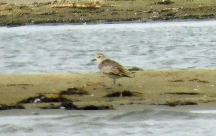 Black-bellied Plover - ML638295921