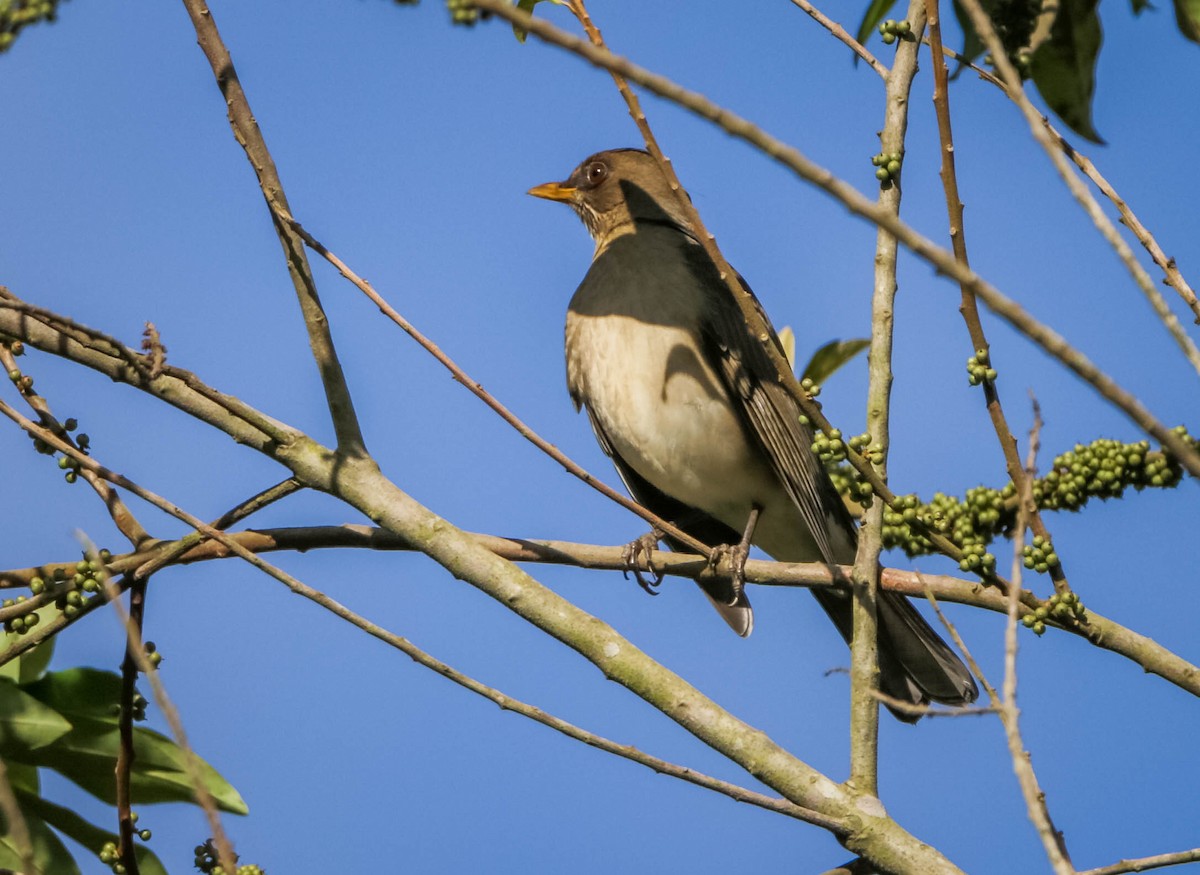 Creamy-bellied Thrush - ML638295922