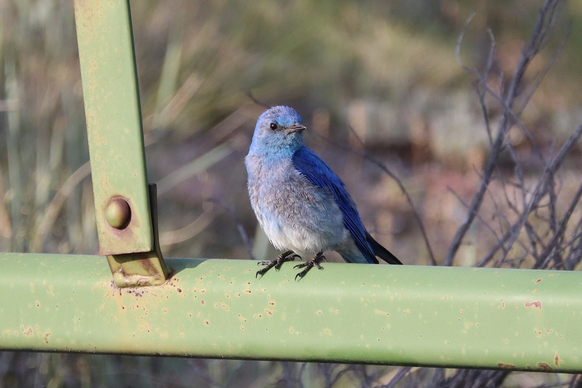 Mountain Bluebird - ML638295924