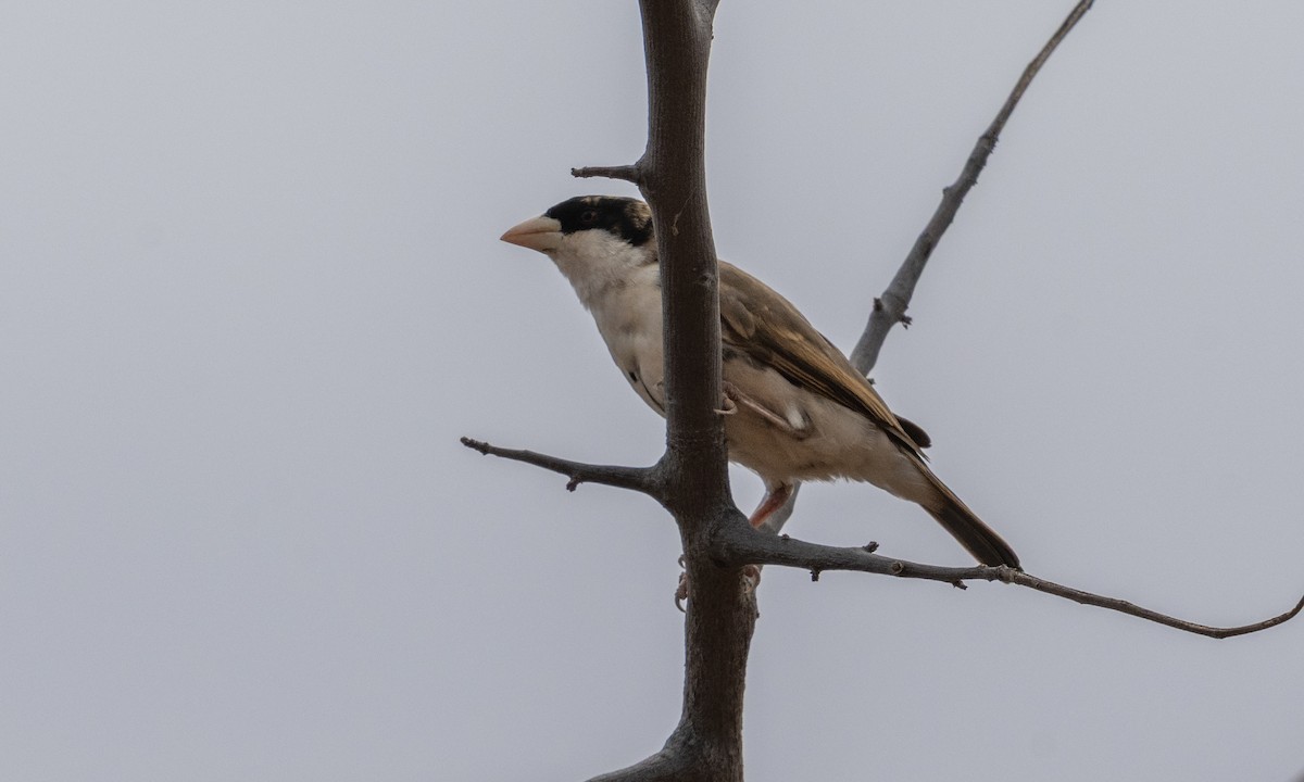Black-capped Social-Weaver - ML638295926