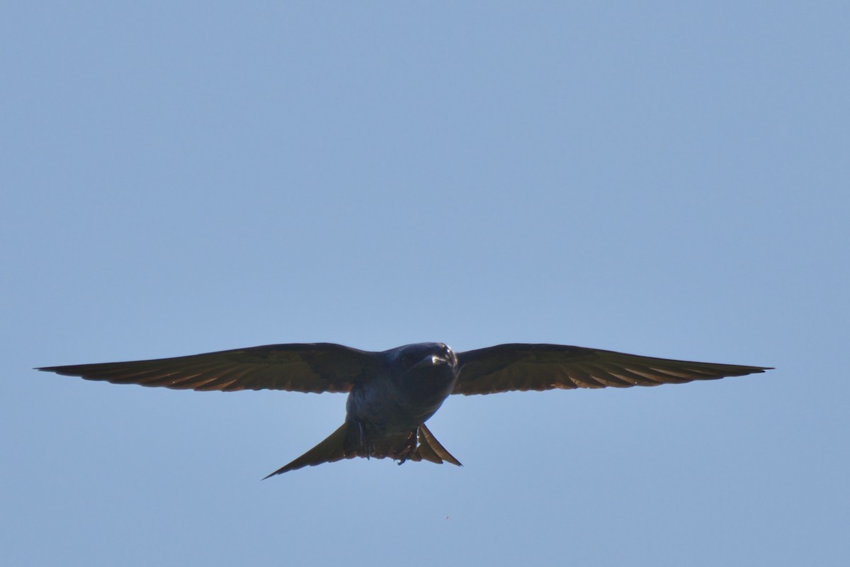 Purple Martin - ML638295928