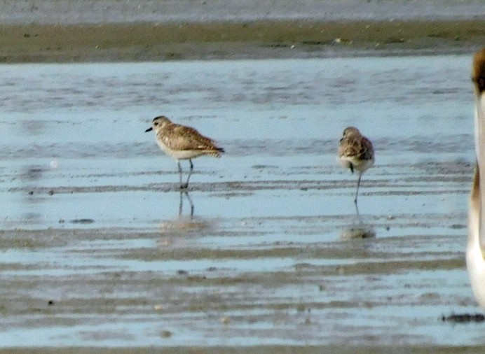 Black-bellied Plover - ML638295933