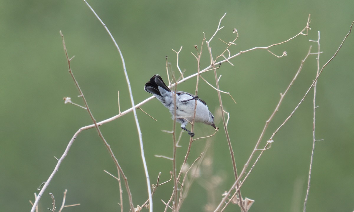 Eastern Violet-backed Sunbird - ML638295935