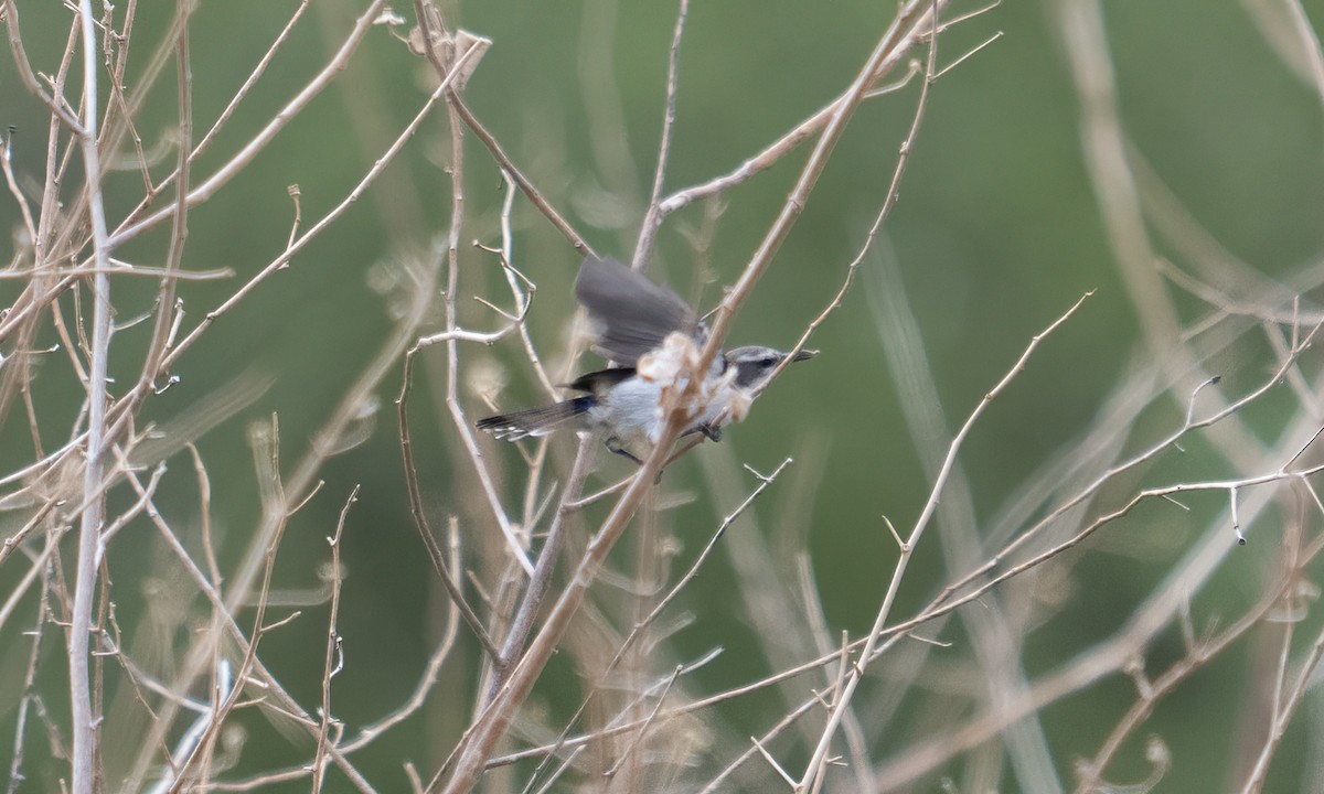 Eastern Violet-backed Sunbird - ML638295936
