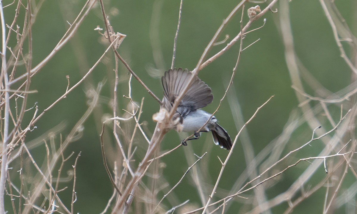 Eastern Violet-backed Sunbird - ML638295937