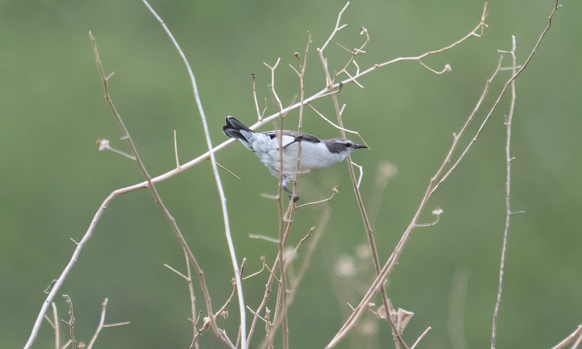 Eastern Violet-backed Sunbird - ML638295938