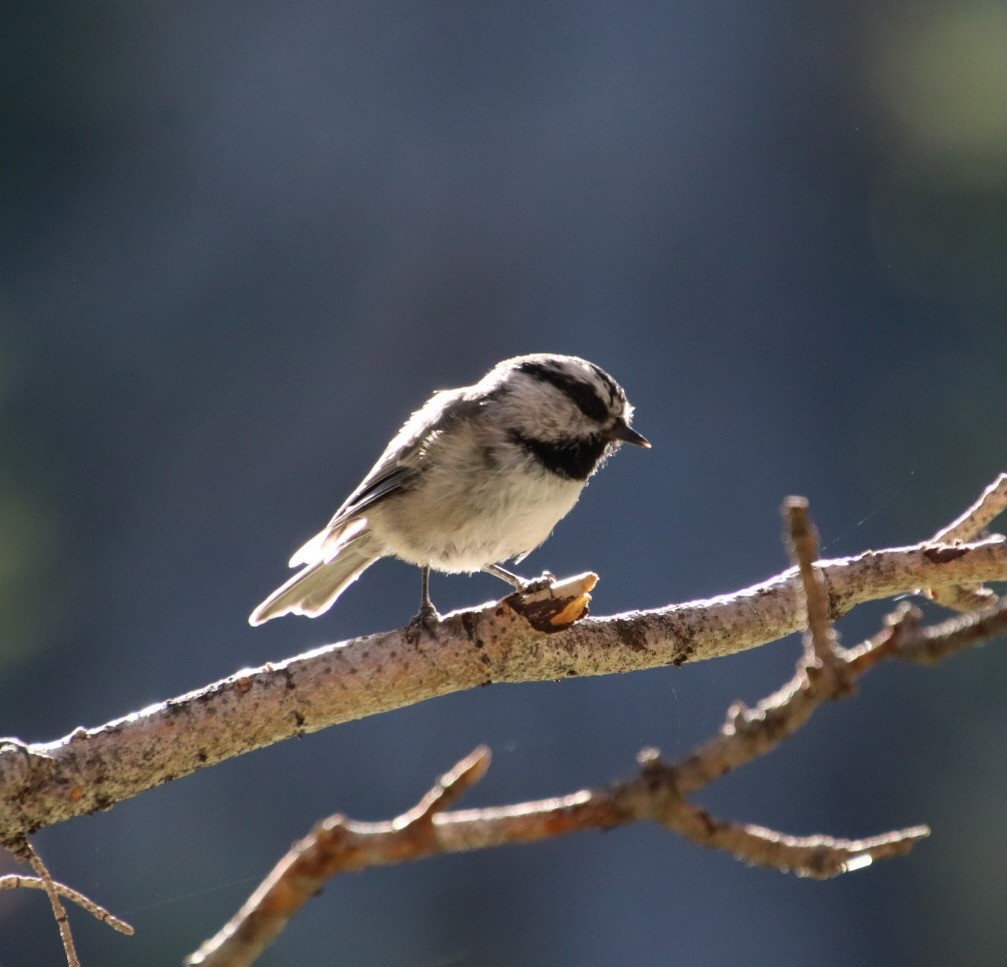 Mountain Chickadee - ML638295940