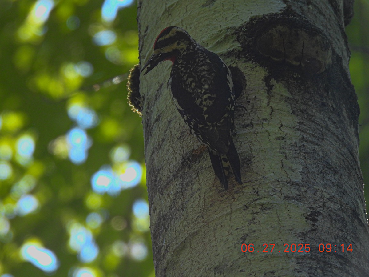 Yellow-bellied Sapsucker - ML638295941