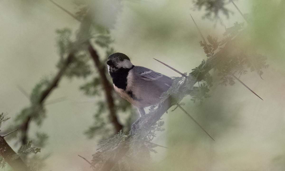 Somali Tit - ML638295954