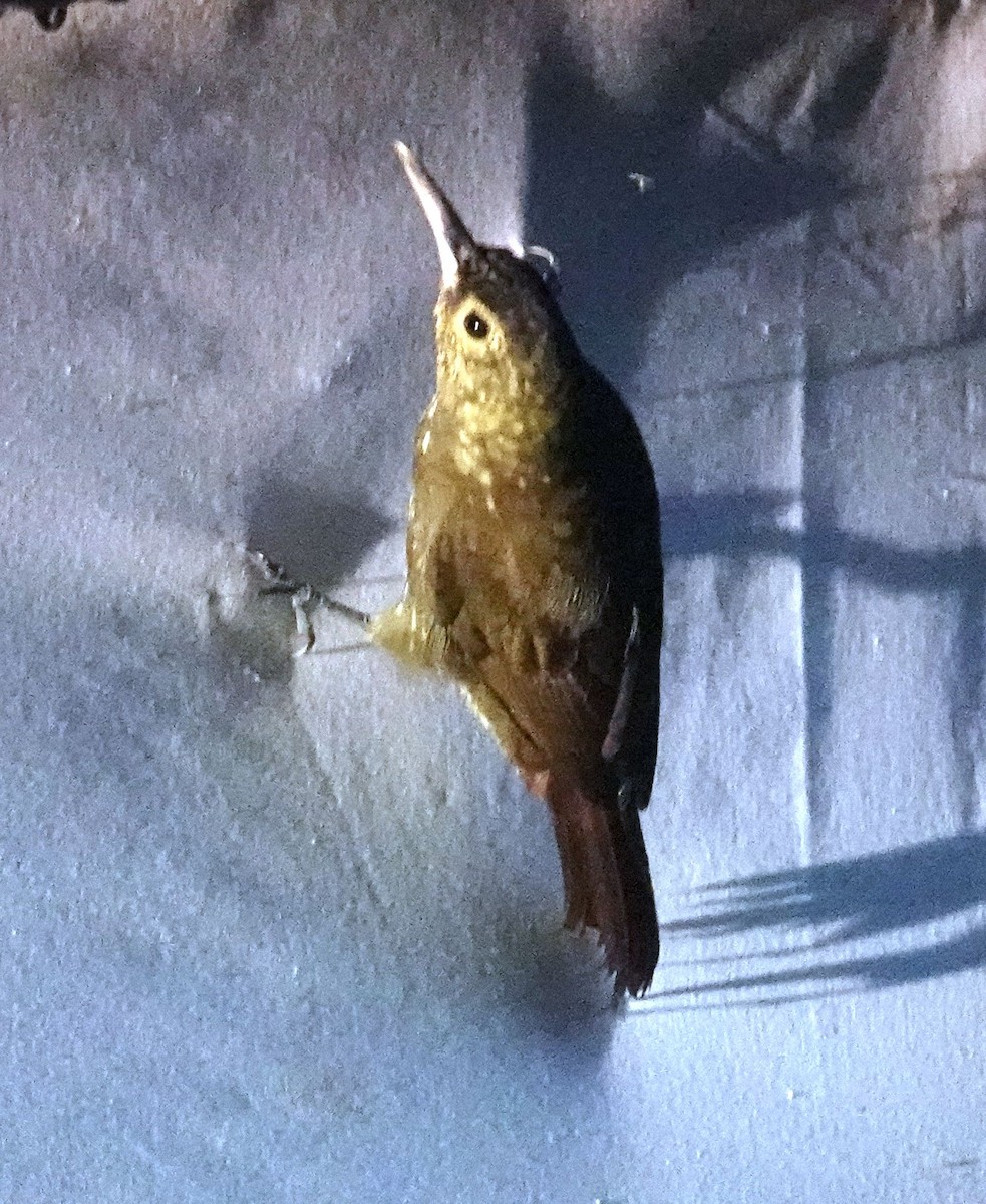 Spotted Woodcreeper - ML638295958