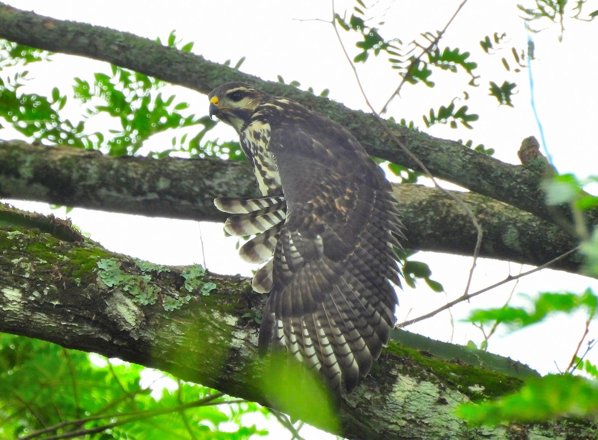 Gray Hawk - ML638295971