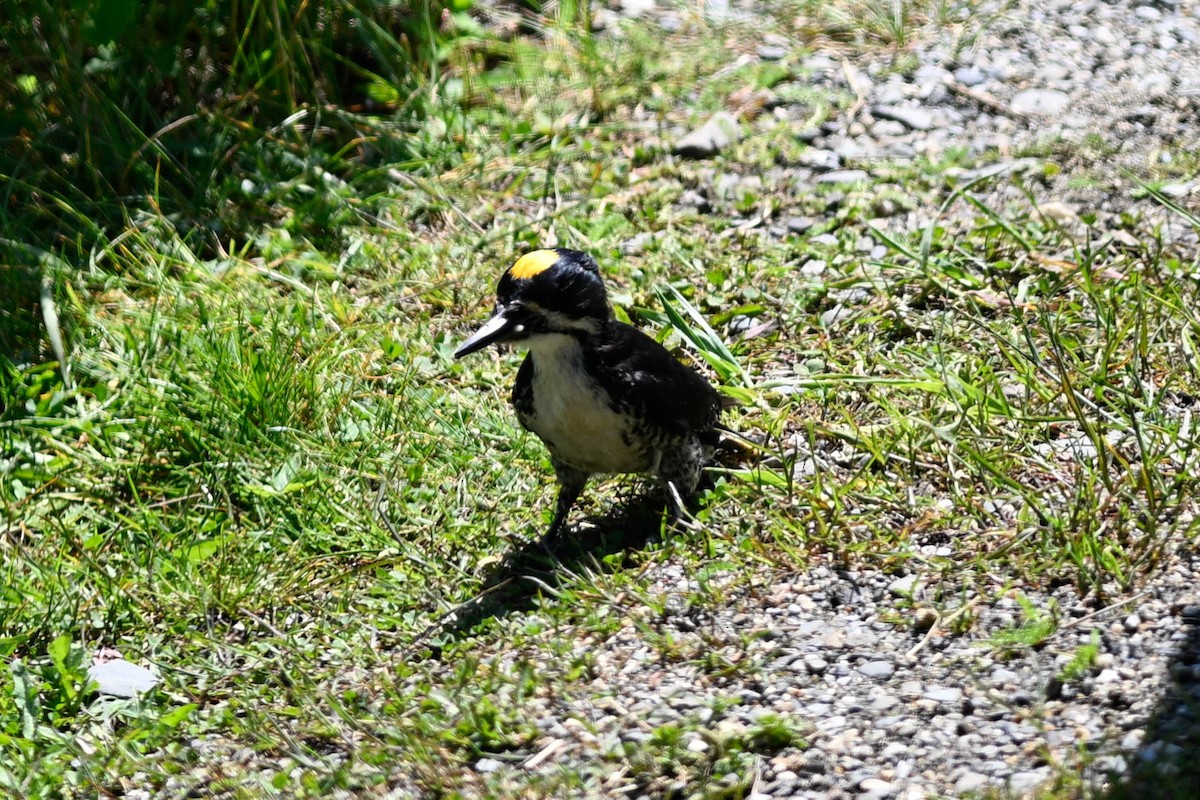 Black-backed Woodpecker - ML638295972