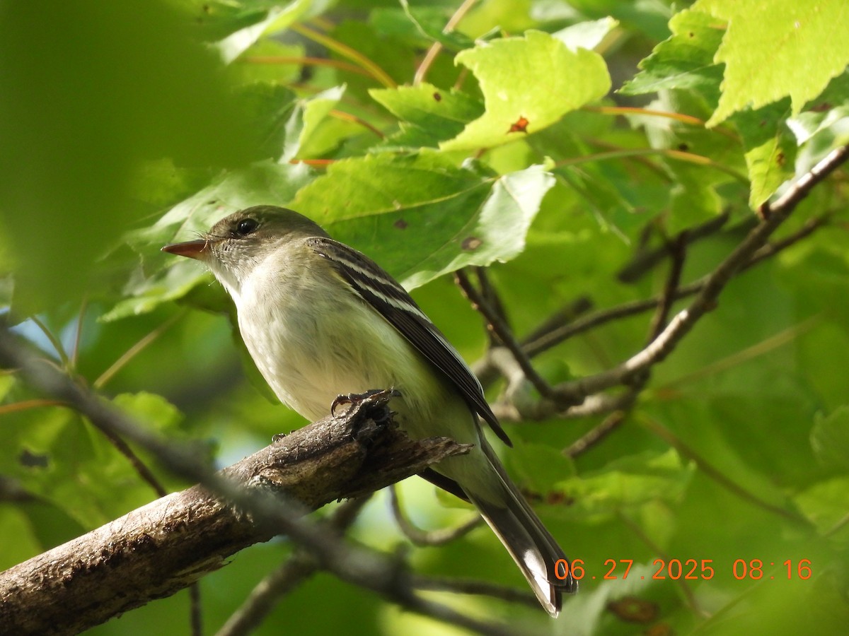 Alder Flycatcher - ML638295977