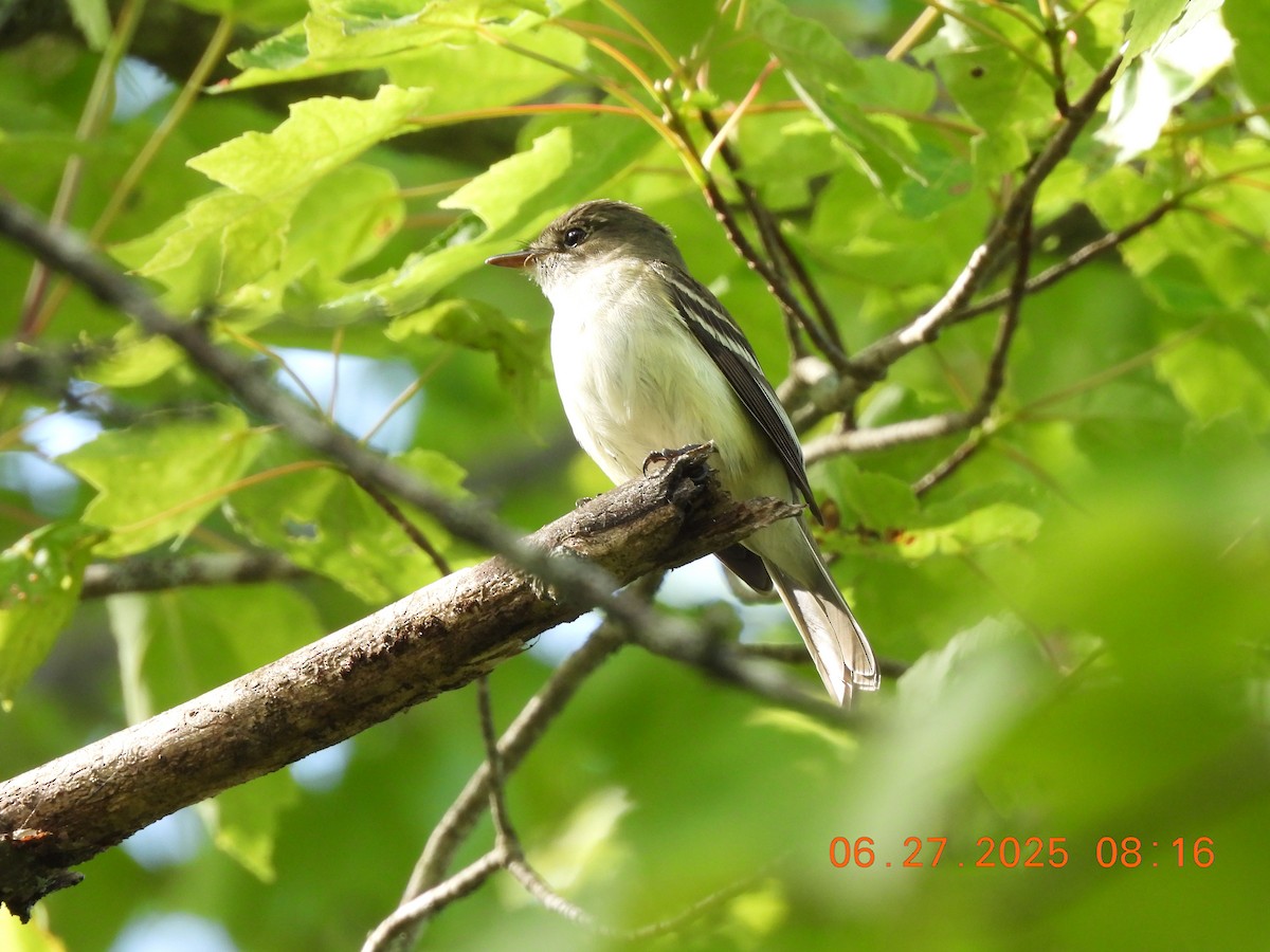 Alder Flycatcher - ML638295979