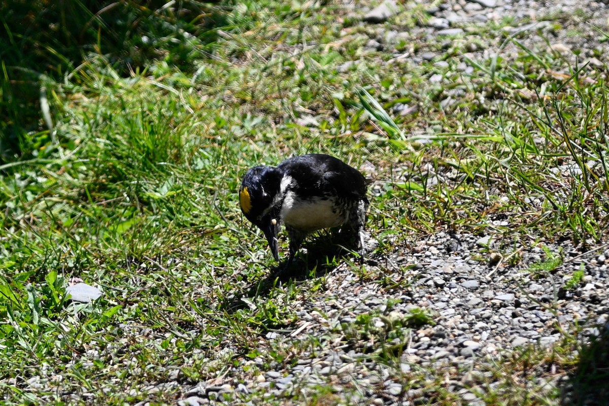 Black-backed Woodpecker - ML638295983