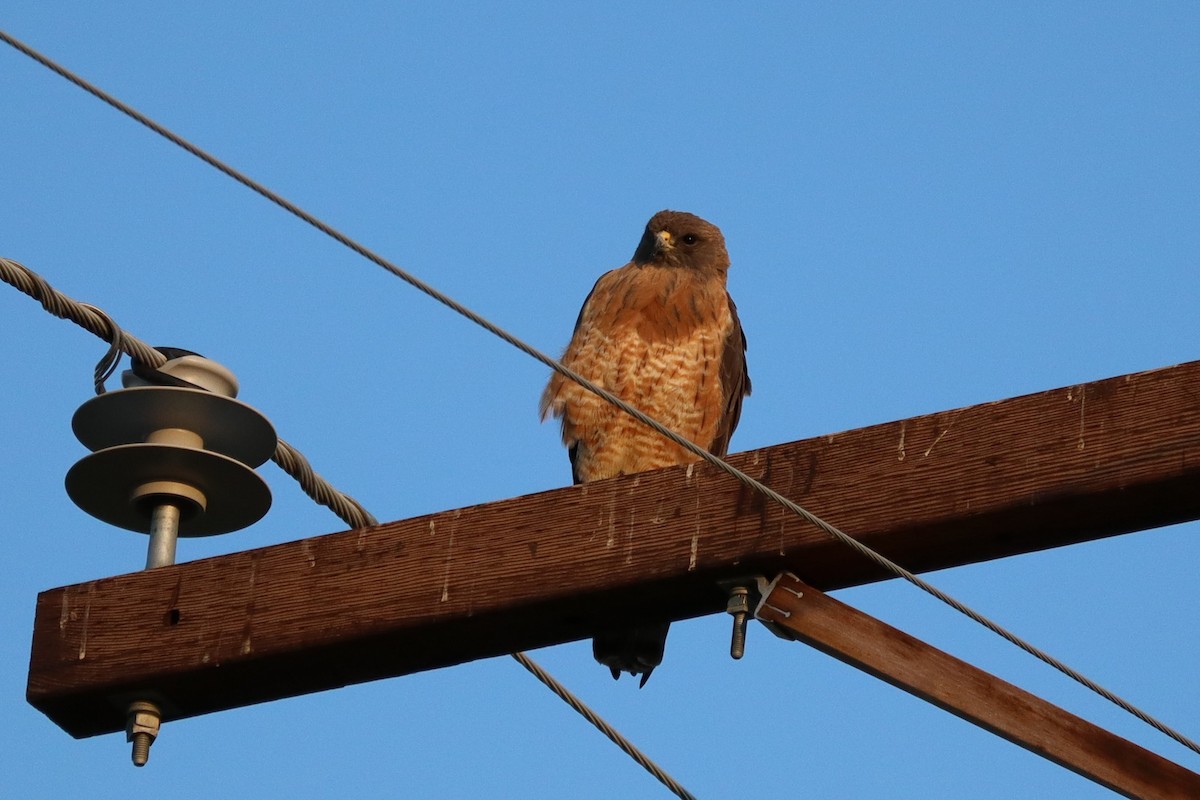 Swainson's Hawk - ML638295986