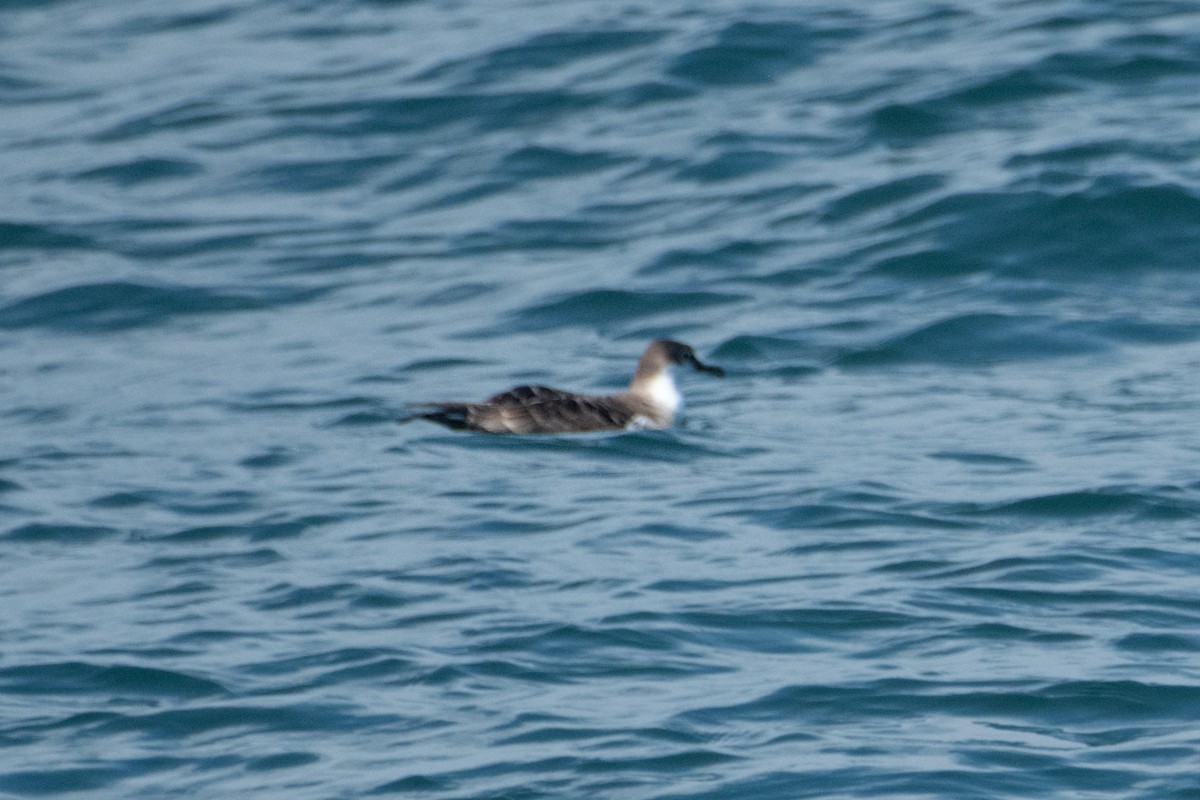 Puffin majeur - ML638295989