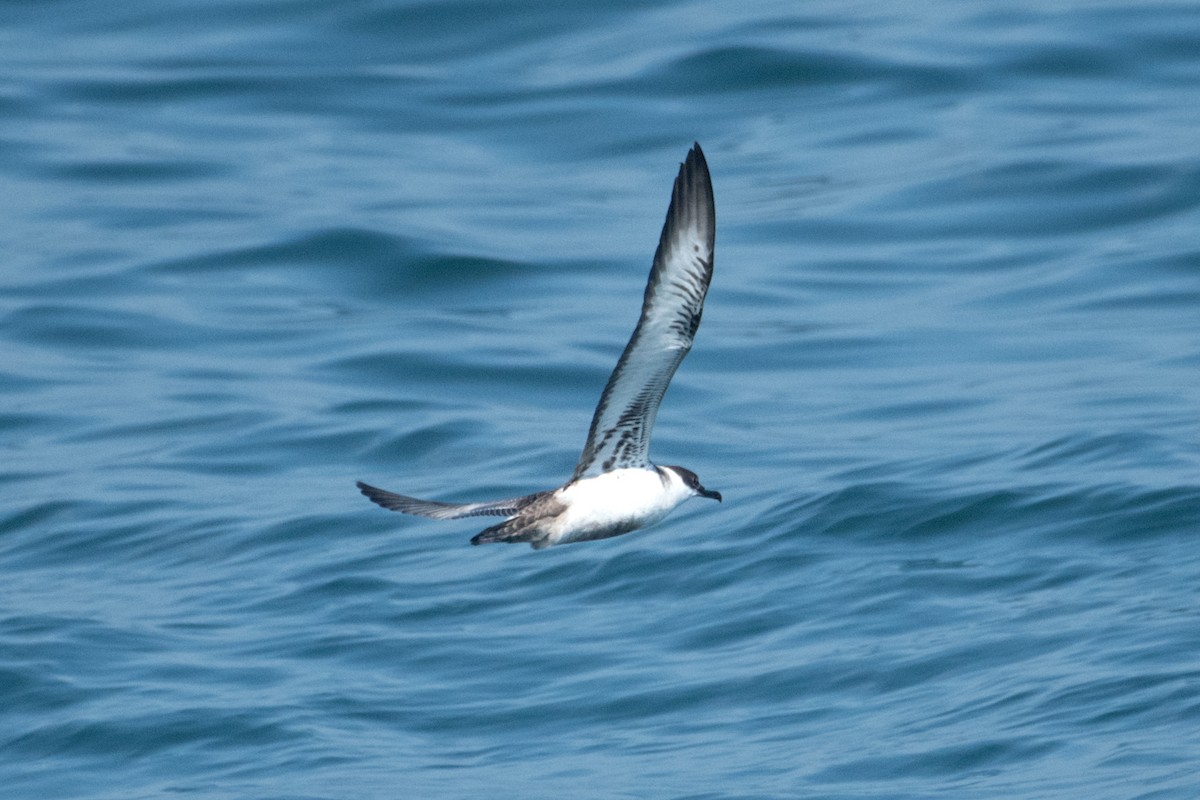 Puffin majeur - ML638295990