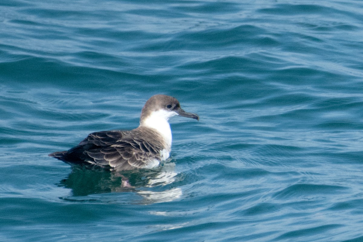 Puffin majeur - ML638295991