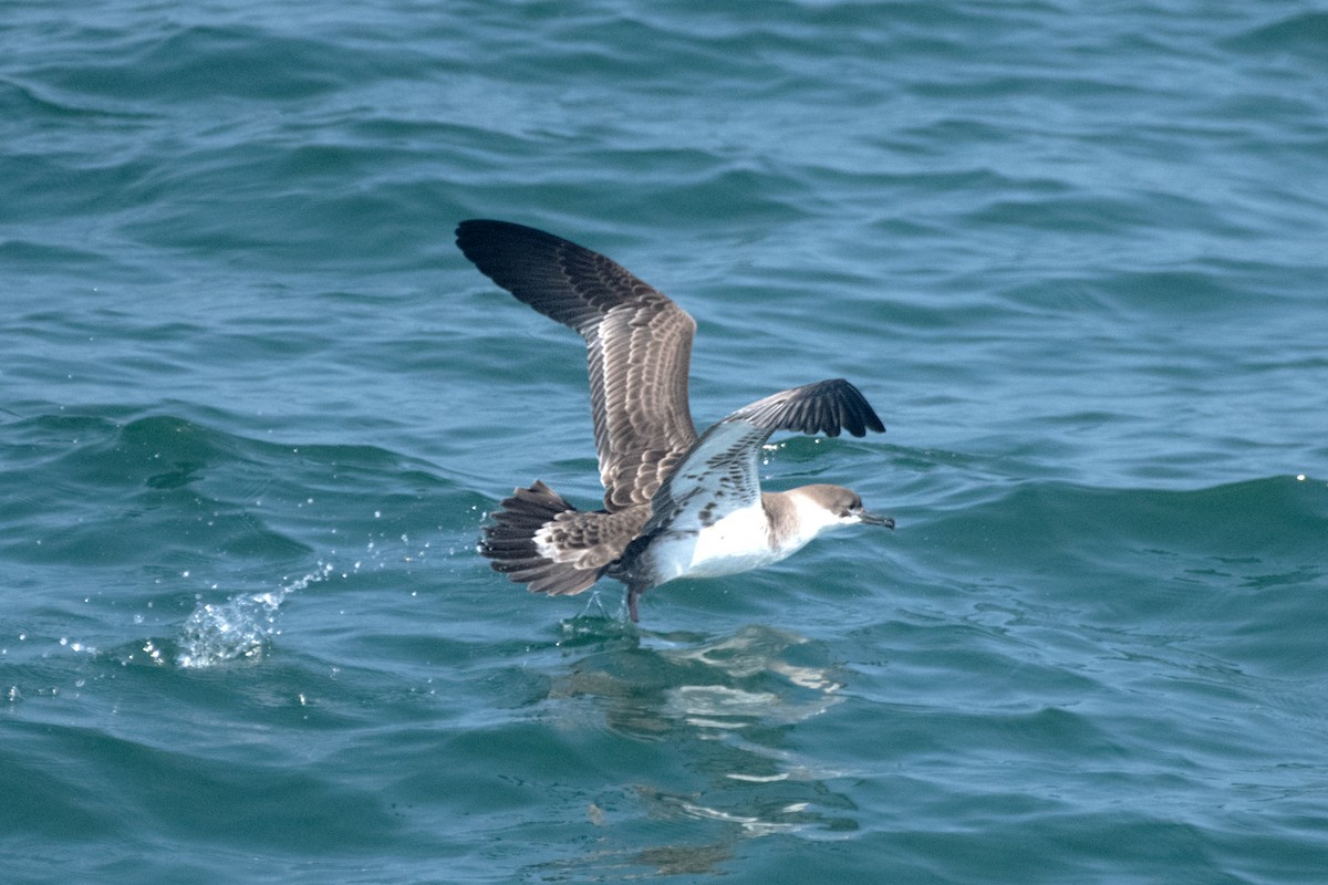 Puffin majeur - ML638295996
