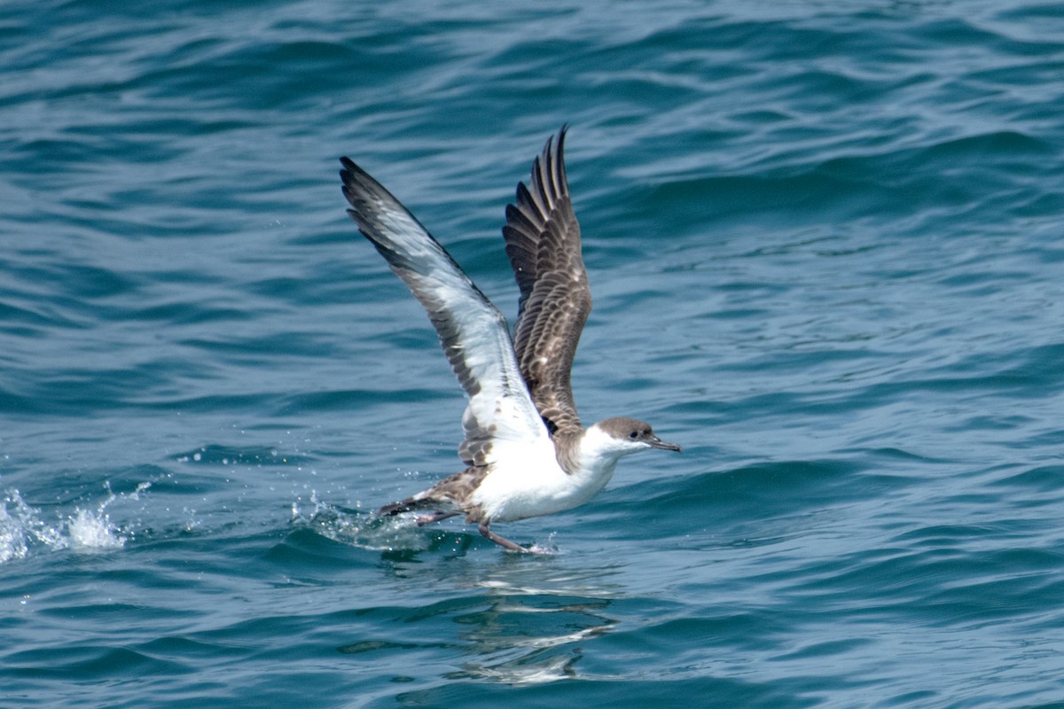 Puffin majeur - ML638295997