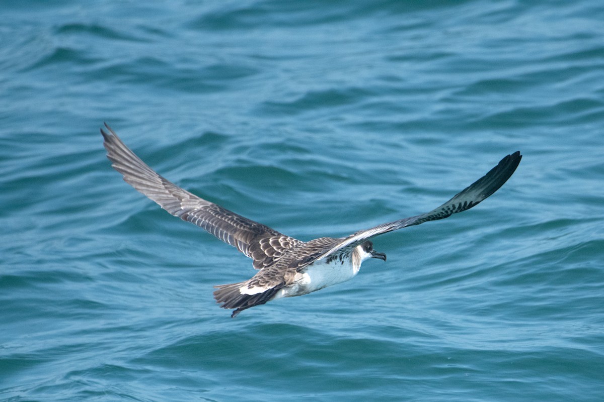 Puffin majeur - ML638295998