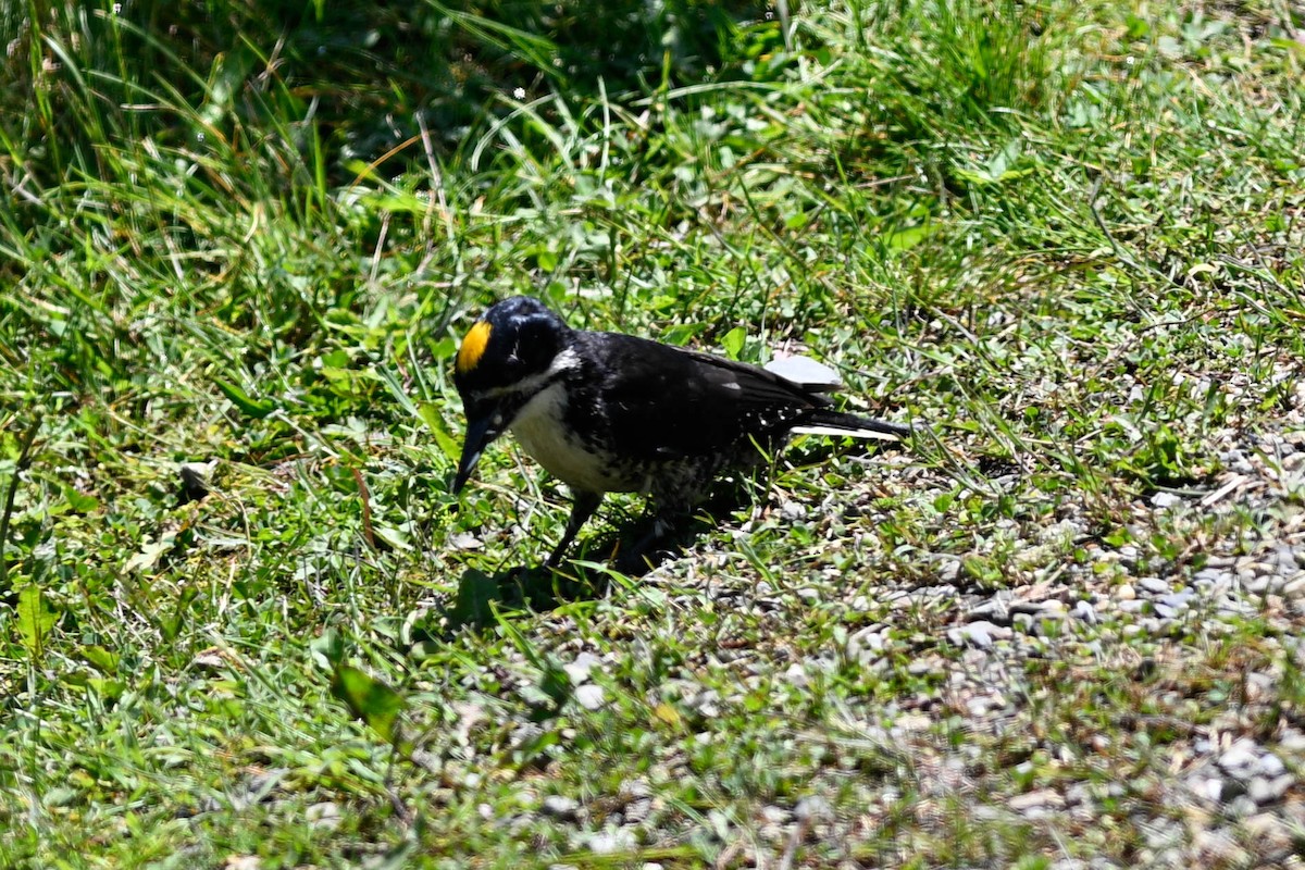 Black-backed Woodpecker - ML638295999