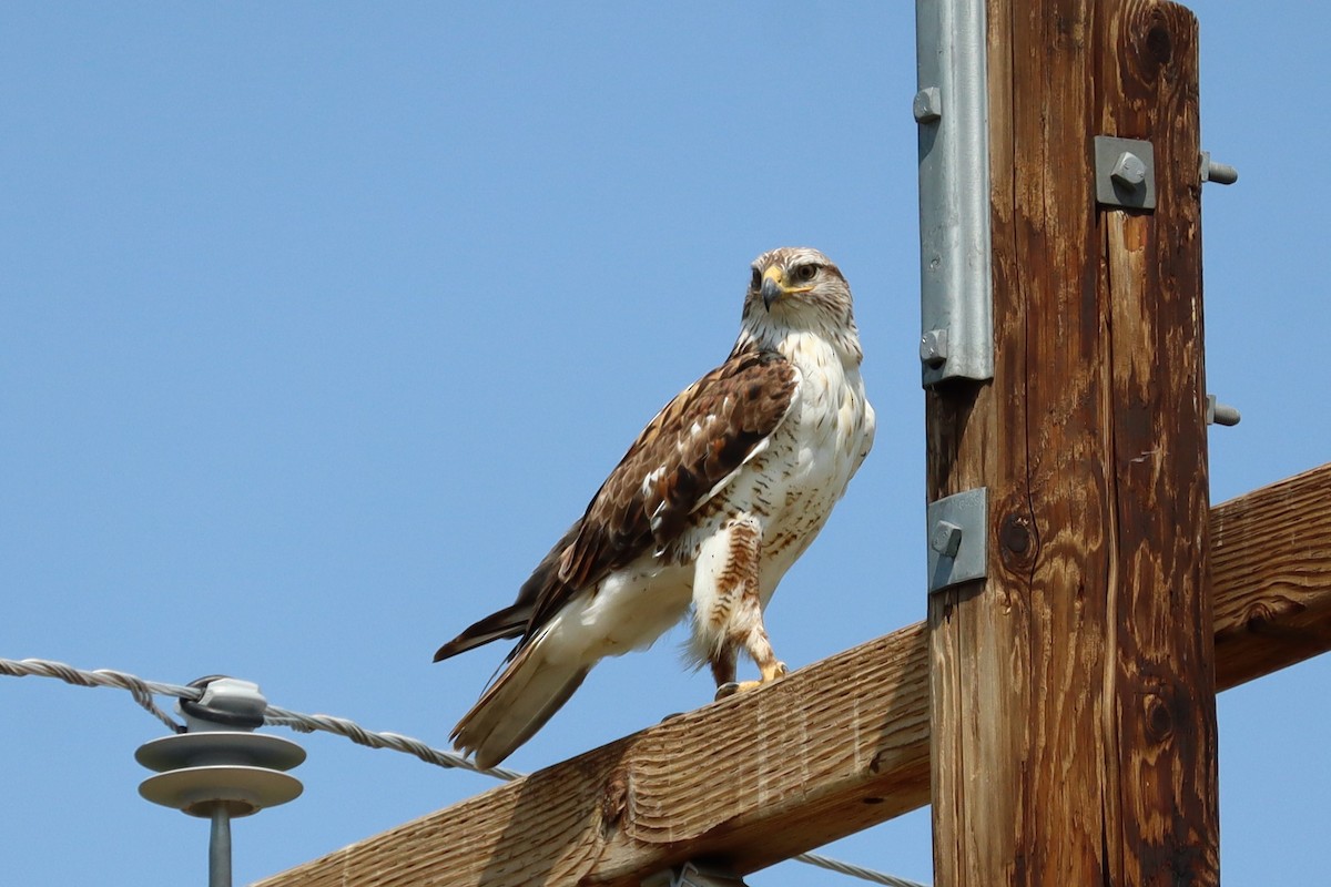 Ferruginous Hawk - ML638296002