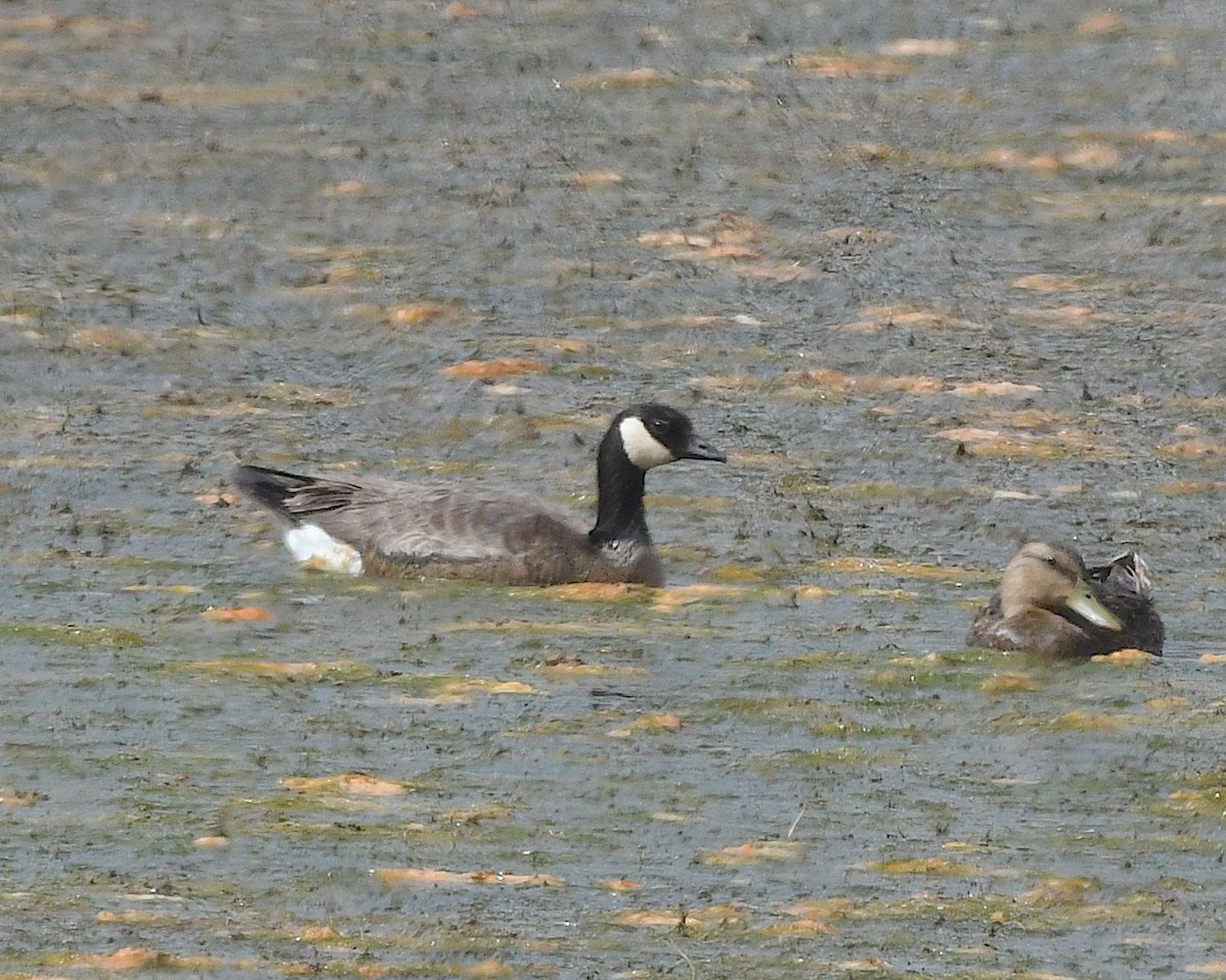 Cackling Goose - ML638296010