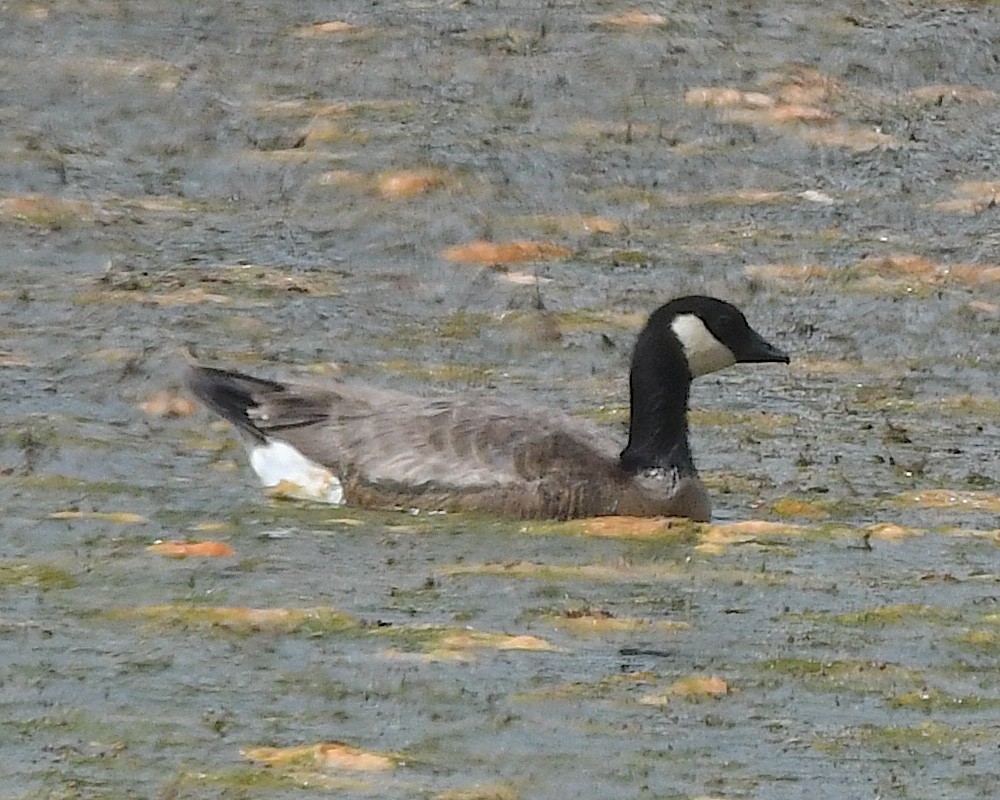 Cackling Goose - ML638296011