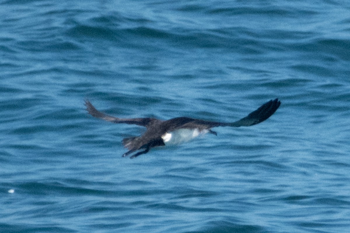 Manx Shearwater - ML638296018