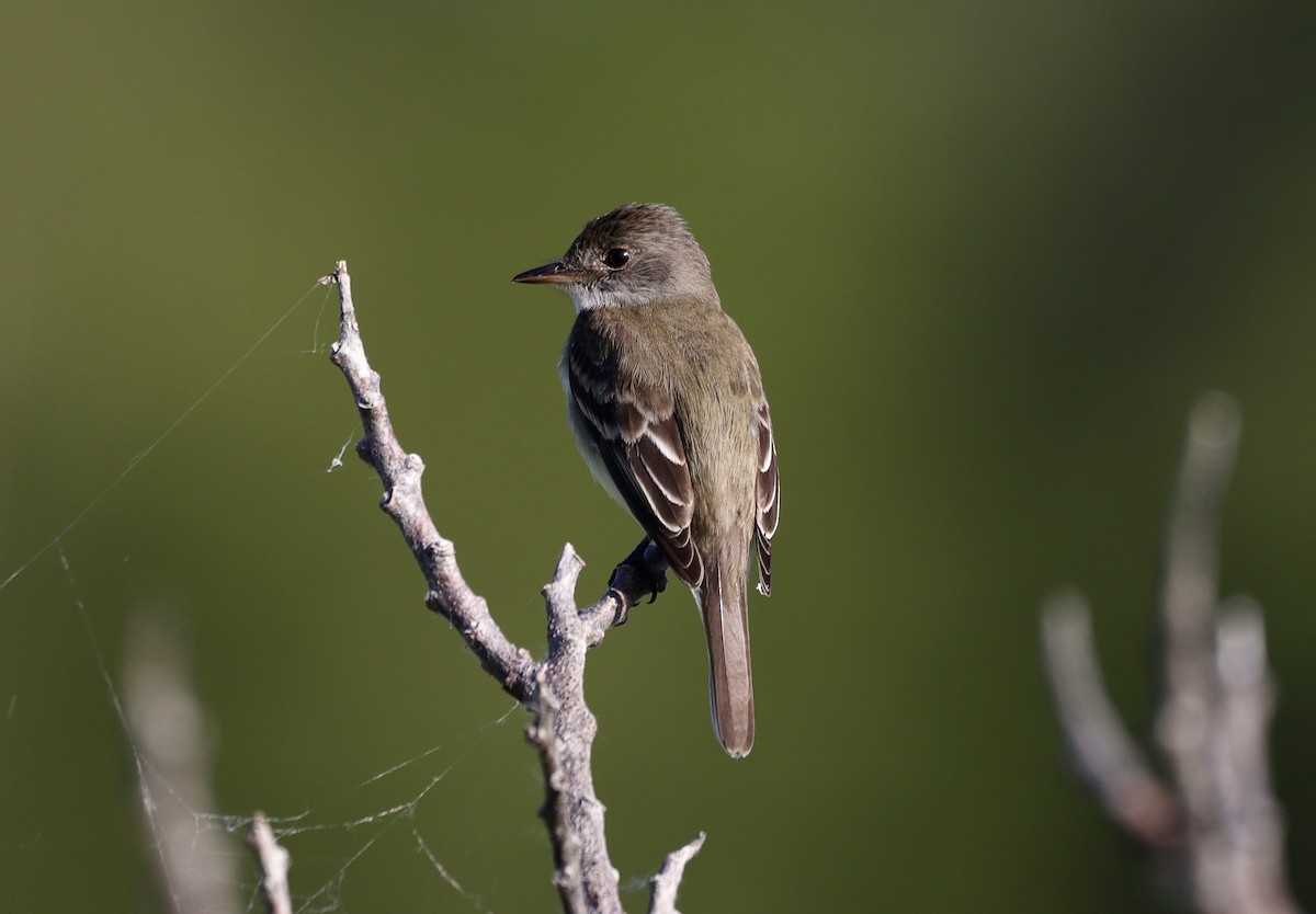 Willow Flycatcher - ML638296022