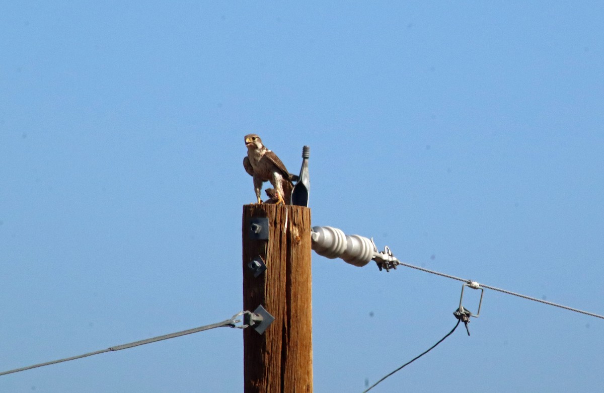 Prairie Falcon - ML638296023