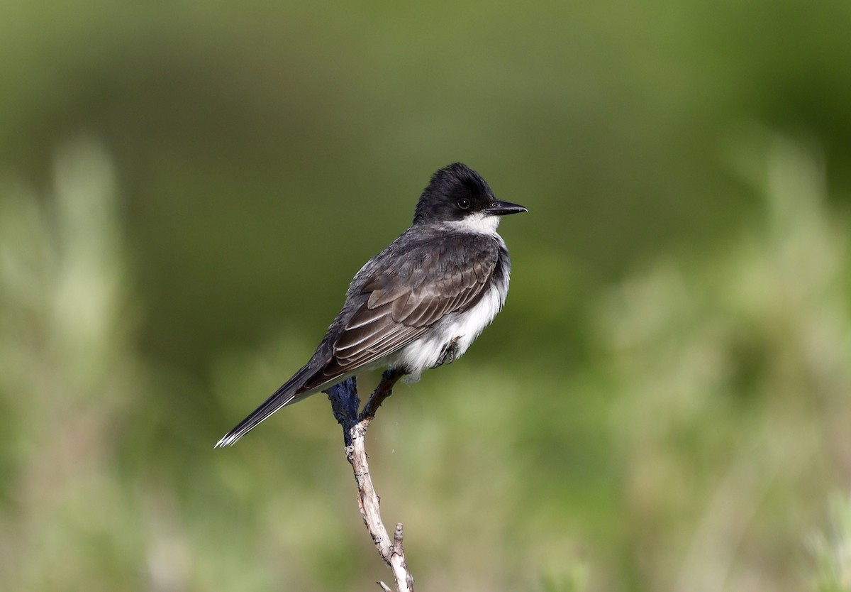 Eastern Kingbird - ML638296024