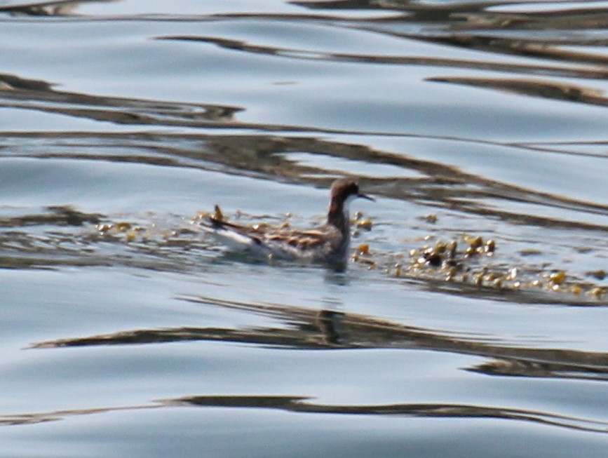 Red-necked Phalarope - ML638296025