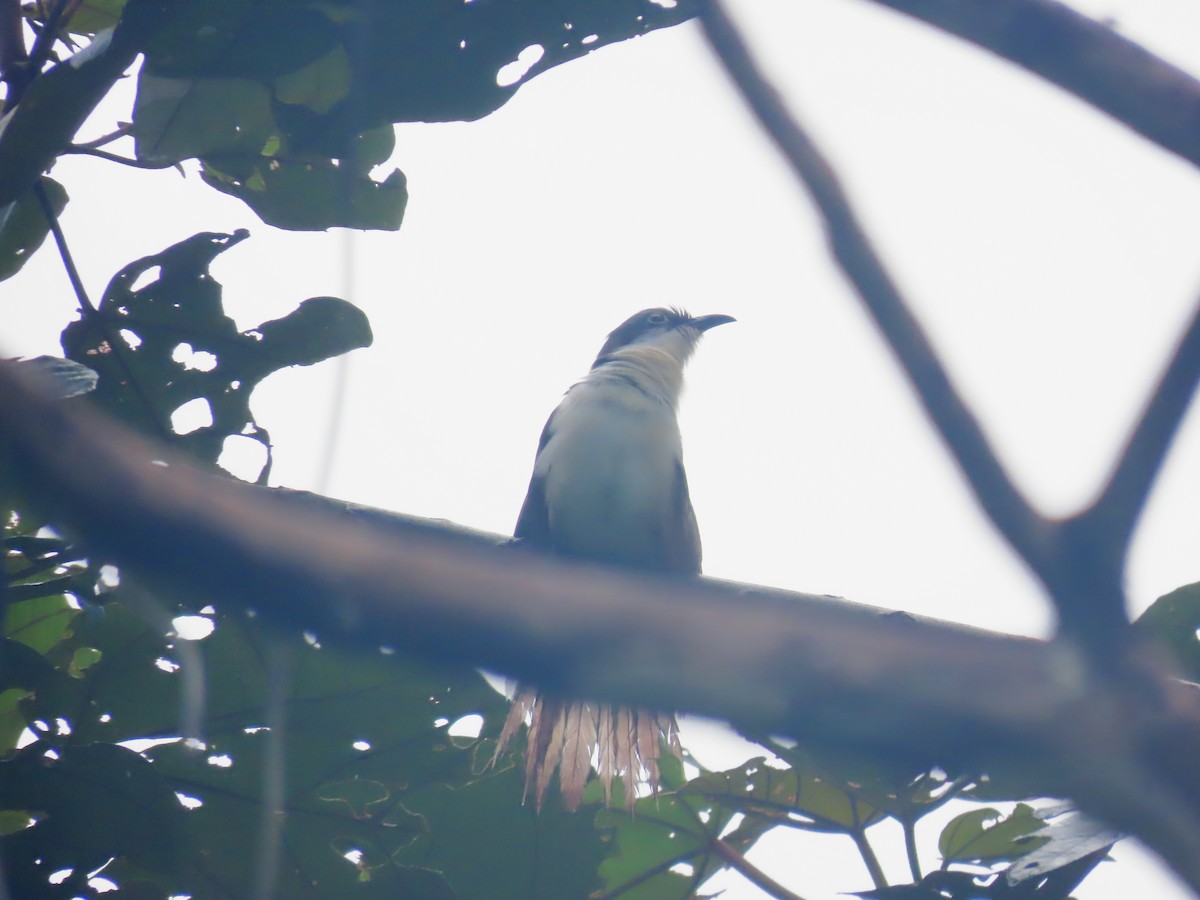 Dark-billed Cuckoo - ML638296036