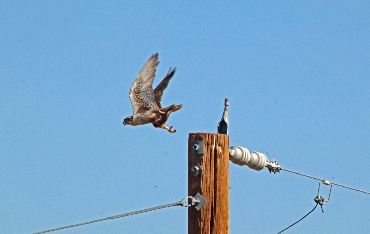 Prairie Falcon - ML638296040