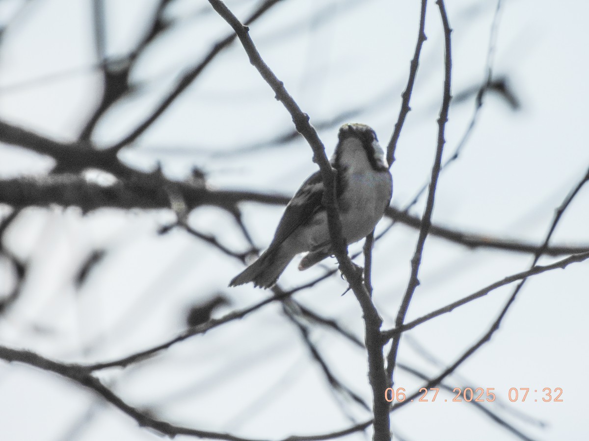 Chestnut-sided Warbler - ML638296041